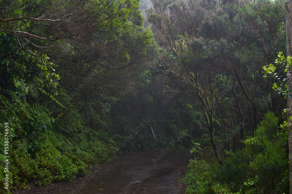 Fototapeta premium Wet trail through Anaga laurisilva