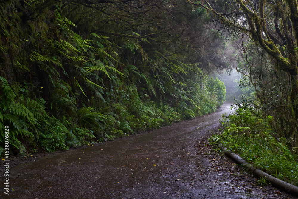 Obraz premium Wet trail through Anaga laurisilva