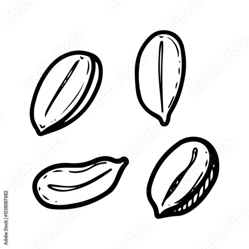 Peanut kernels. Hand drawn doodle vector. Ripe bean nut. Natural food. Organic ingredient. Kernel seed. Agricultural plant. Farm product. Illustration line art element.