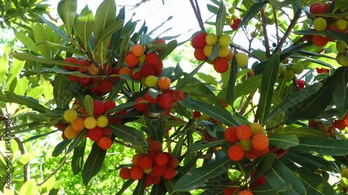 ヤマモモの実・red bayberry
