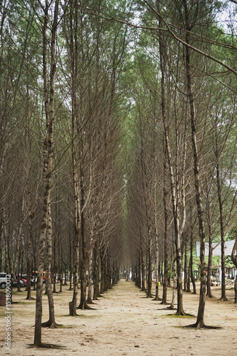 A symmetrical pathway through a forest of tall trees