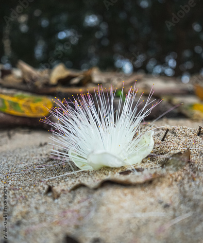 Close-up of a delicate white flower on the sand
