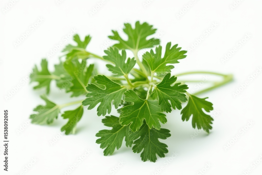 green leaves of parsley isolated on white background green leaves of parsley isolated on white background