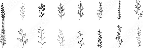 Realistic Hand Drawing Plant and leaves Line art. 