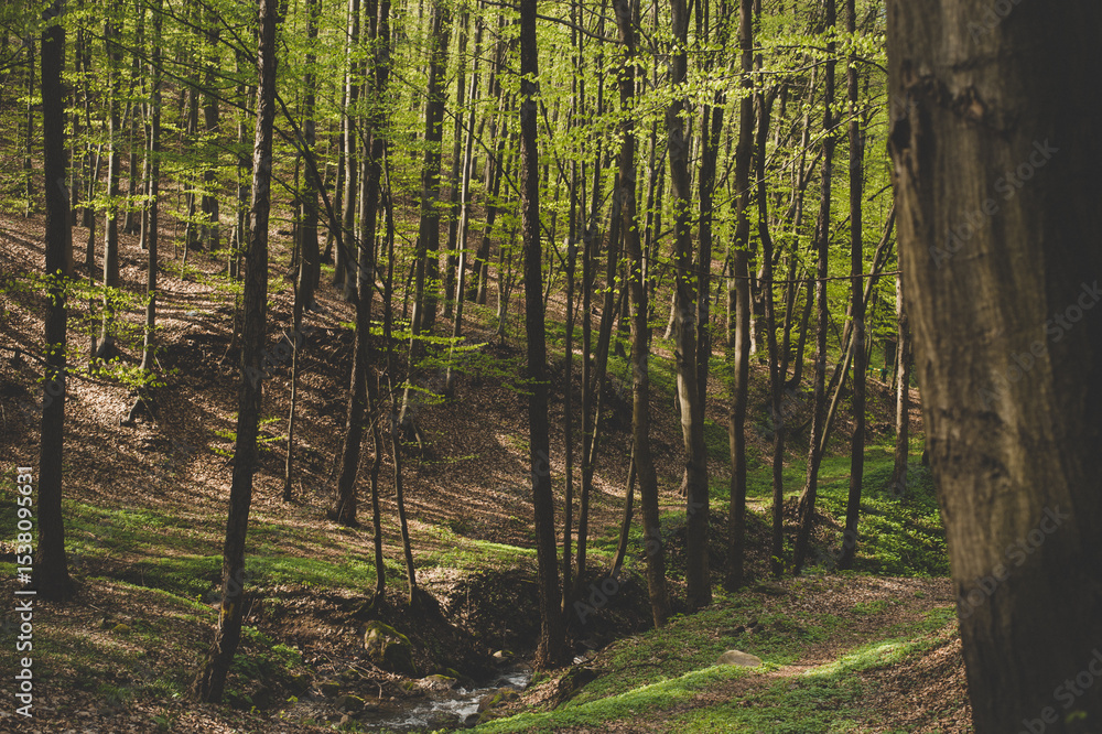 Fototapeta premium forest in spring
