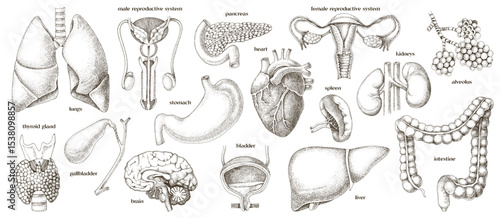 Human internal organs set vector