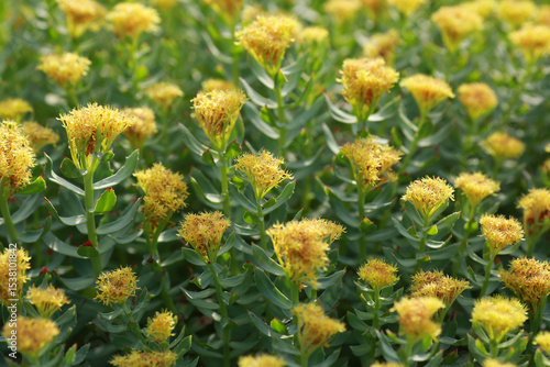 Medical plant Rosenroot ( Rhodiola Rosea)