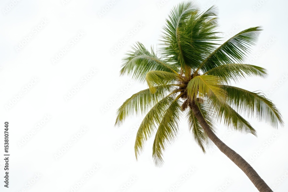 Obraz premium Coconut trees blowing in the sea isolated on white background, beach coconut tree in the summer,