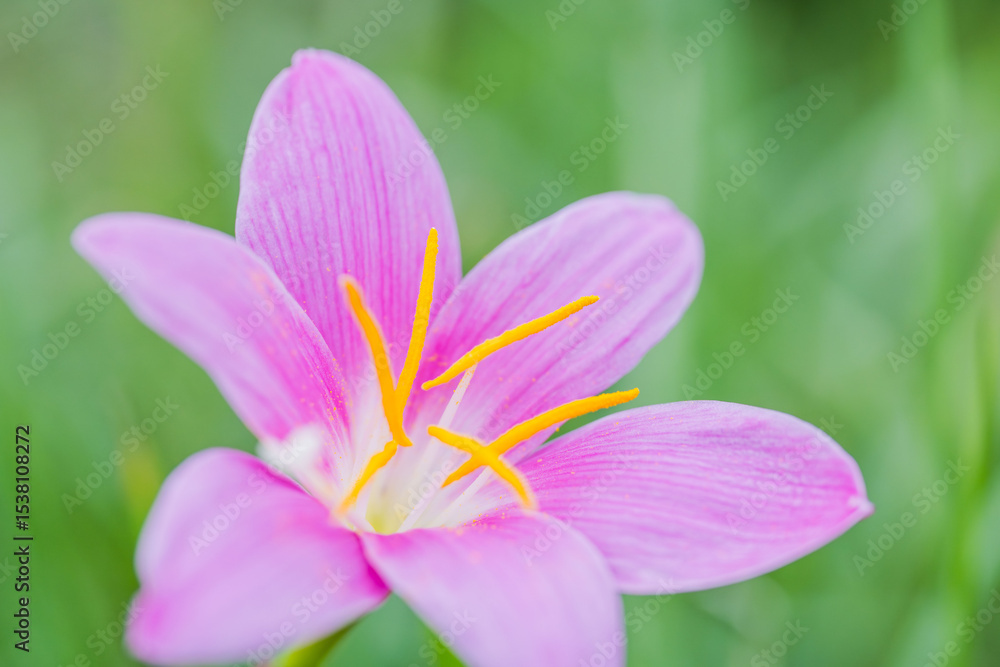 梅雨の花 サフランモドキの花01 梅雨の花 サフランモドキの花01