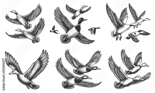 ducks in mid-flight Set collection bundle sketch engraving generative ai vector illustration. Scratch board imitation. Black and white image.