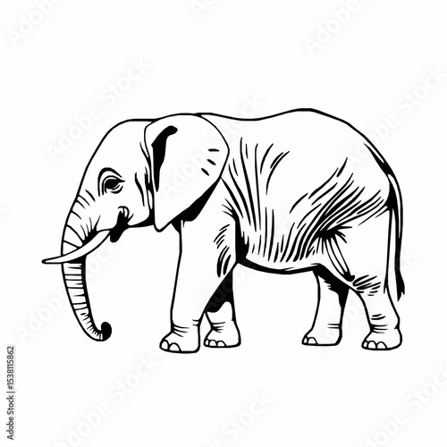 Monochrome illustration of a majestic elephant with intricate line work on white