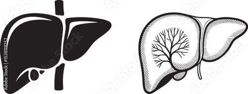 Silhouette of Human Liver Anatomy Medical Illustration Icons vector