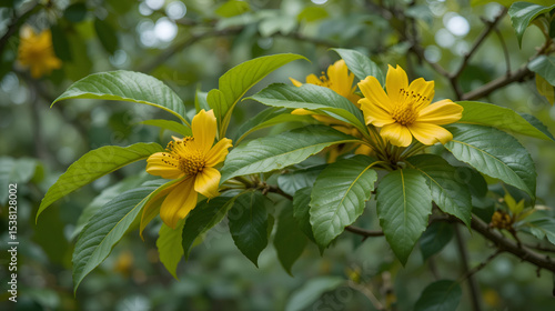 Pterocarpus indicus Willd