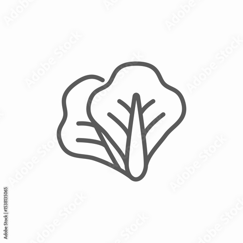 lettuce salad icon sign vector