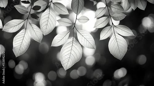 Monochromatic close-up of translucent leaves against a dark background