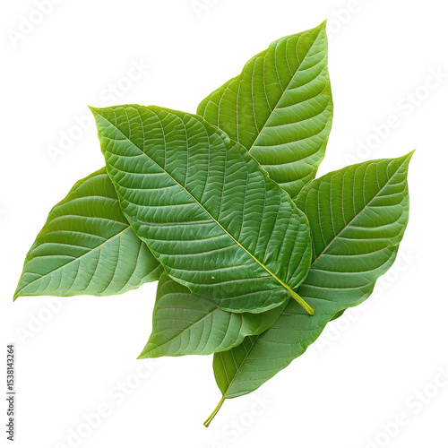 Fresh kratom leaves, Migranyan speciosa, Fresh green kratom leaves from the Migranyan speciosa plant, isolated on transparent background