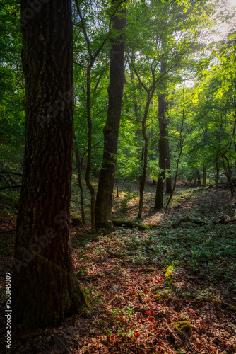 Springtime in a sessile oak (Quercus petraea) forest in Hungary