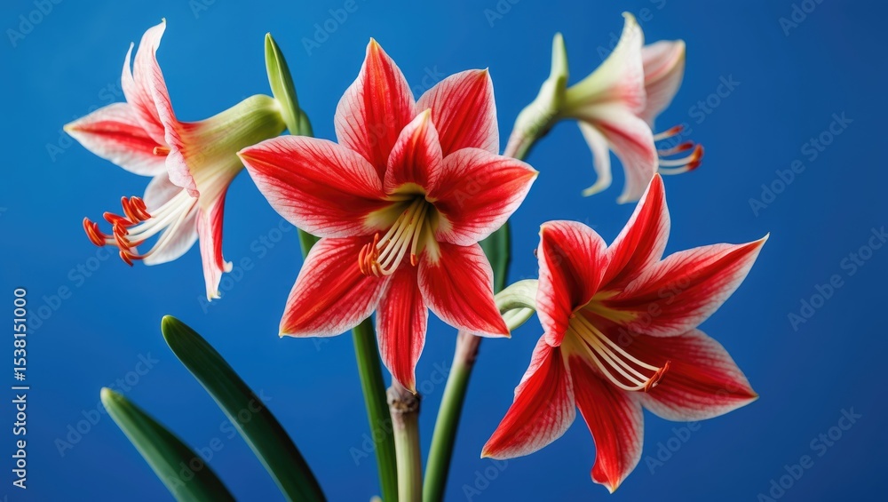 Fototapeta premium Amaryllis red flower with a blue background