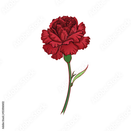 Vector illustration of a burgundy carnation on white background