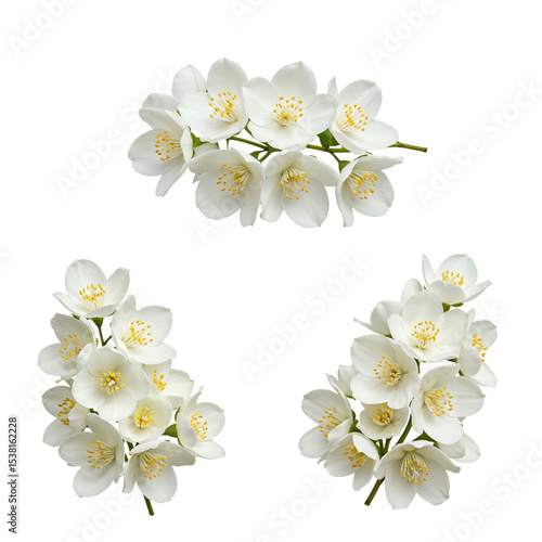 Wallpaper Mural Four jasmine flower clusters isolated on transparent background Torontodigital.ca