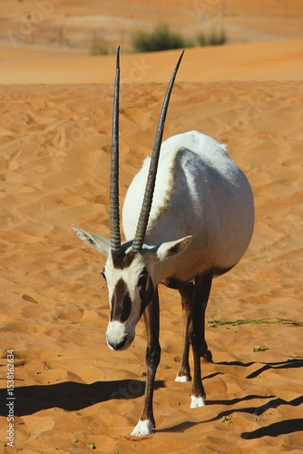 Antelope in the desert