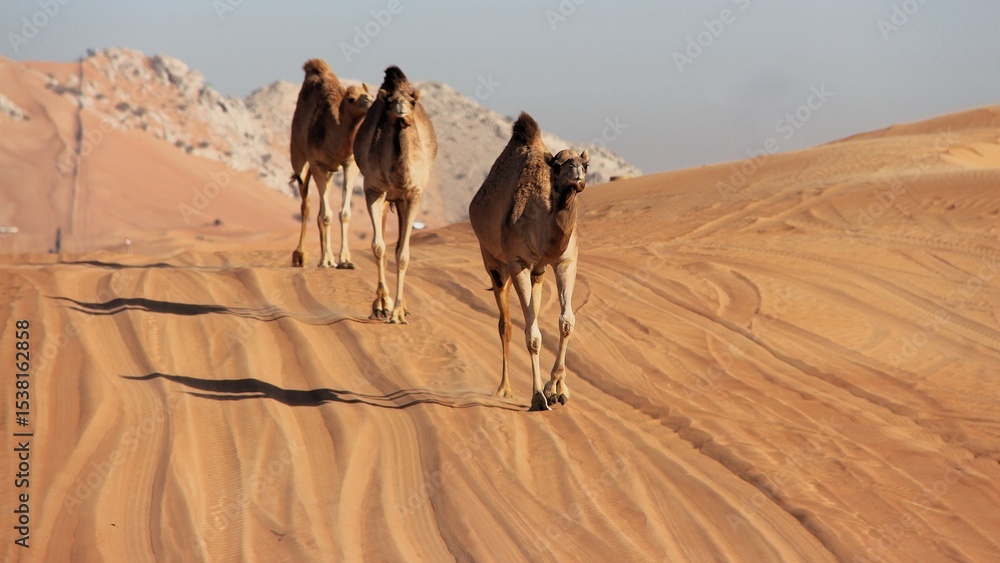 Fototapeta premium Camel in the desert
