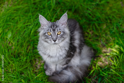 Wallpaper Mural Adult grey maine coon cat sitting on green summer grass and looking up at camera. Top down view Torontodigital.ca