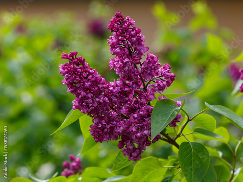 Syringa Charles Joly blooms in garden