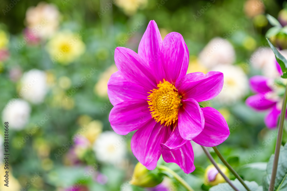 Obraz premium 満開のピンクのダリアのクローズアップ