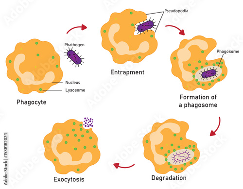Phagocytosis is a crucial process by which specialized immune cells, such as macrophages and neutrophils, engulf and destroy harmful pathogens to protect the body from infection.
