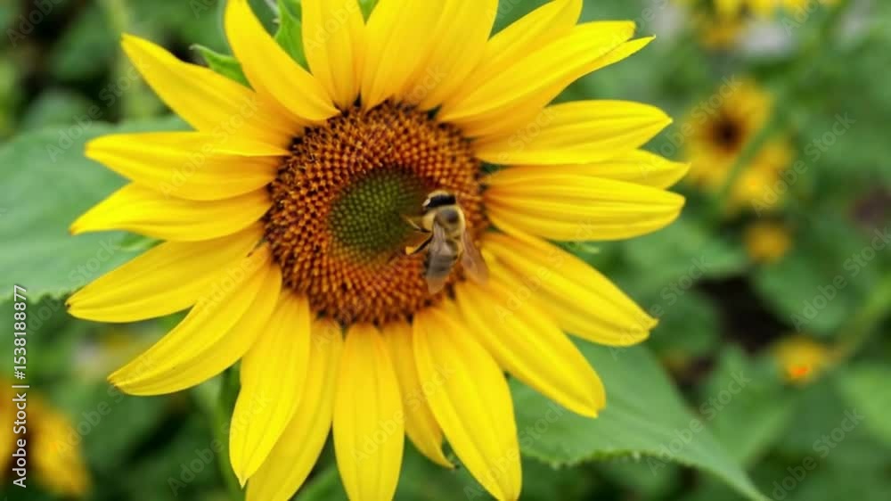 Bee Pollinating a Bright Sunflower in a Garden Bee Pollinating a Bright Sunflower in a Garden