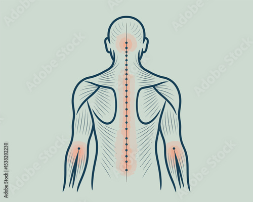 Human Back Acupuncture Points and Muscle Anatomy Chart Illustration