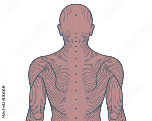 Human Back Acupuncture Points and Muscle Anatomy Chart Illustration
