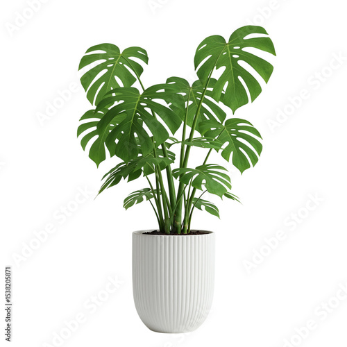 Monstera deliciosa plant in white pot isolated on transparent background