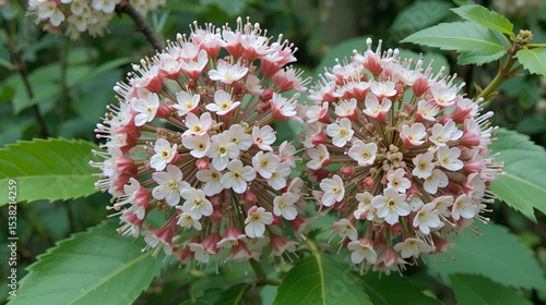 Umbel of a ninebark Diabolo with partly open blossoms