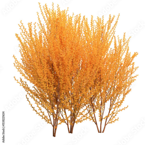 forsythia shrub isolated on white background - 3D Illustration