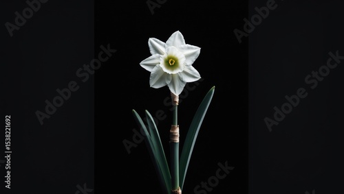 Wallpaper Mural A single white narcissus flower against a black background Torontodigital.ca
