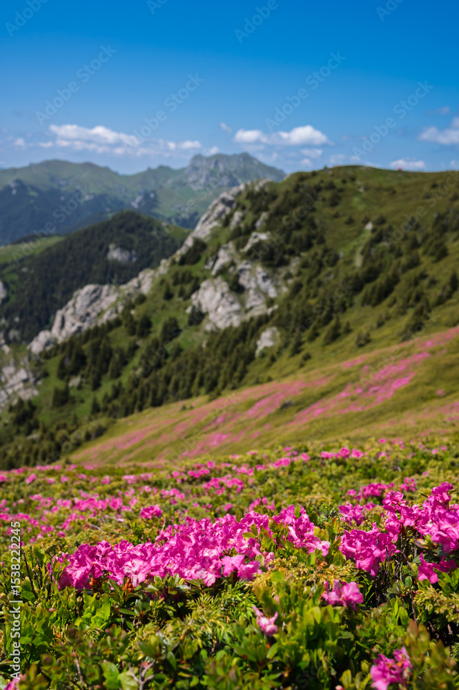 Fototapeta premium Vibrant pink rhododendron flowers blooming on the slopes of the Ciucas Mountains. Scenic summer landscape in the Carpathian Mountains, Romania.