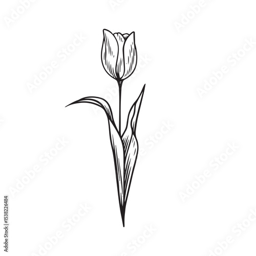 Wallpaper Mural Tulip Flower Vintage Hand Drawn Illustration Torontodigital.ca