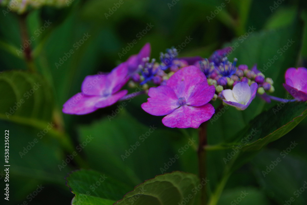 Fototapeta premium 紫色のガクアジサイ