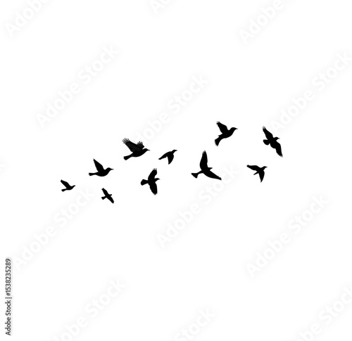 Flock Of Birds 2025