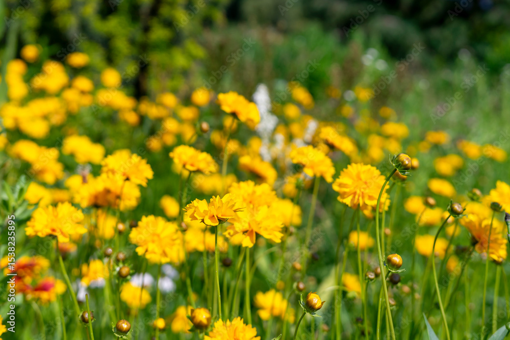 yellow flowers on the flowerbed, Heliopsis helianthoides yellow flowers on the flowerbed, Heliopsis helianthoides