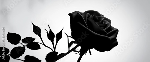 Elegant black and white rose silhouettes, vector graphics  ,  monochrome,  background