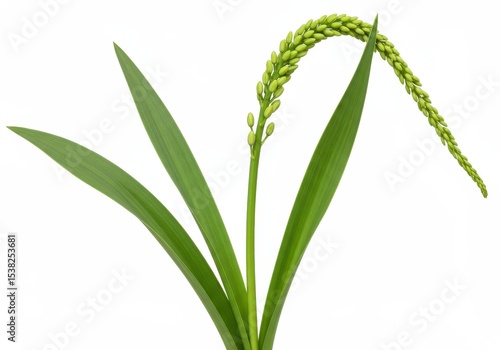 Wallpaper Mural Green rice plant with leaves isolated on white background for design elements Torontodigital.ca