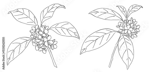 金木犀の花と葉の白黒の線画ベクターイラスト 花束/ブーケ/一輪の花/シンプルでおしゃれな手書きのラインアート / キンモクセイ
