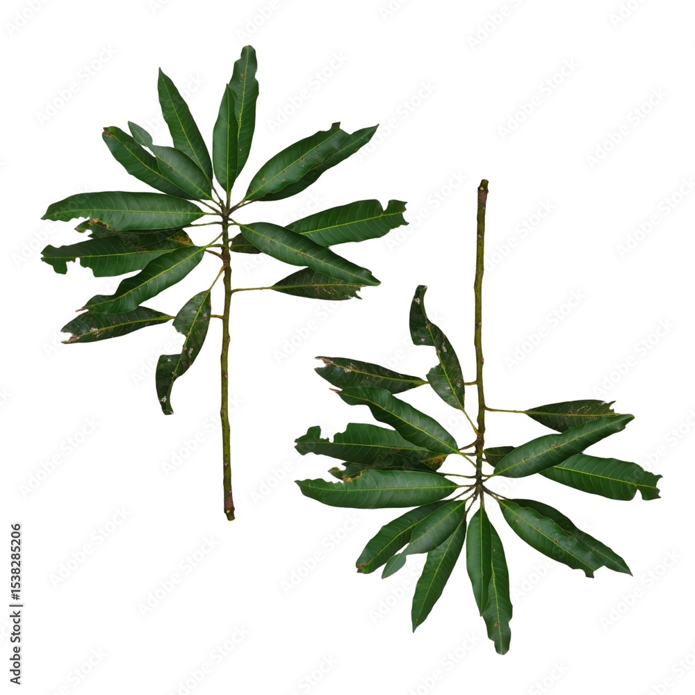 Fototapeta premium Two fresh green mango tree leaves or Mangifera indica with visible veins and minor damage, isolated on white background. Ideal for botanical or agricultural content.