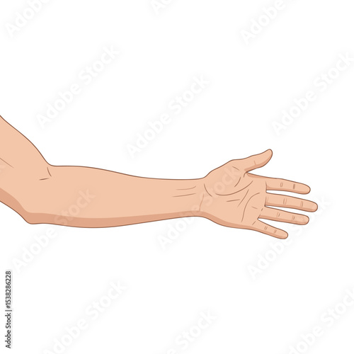 Vector illustration of human left hand on white background