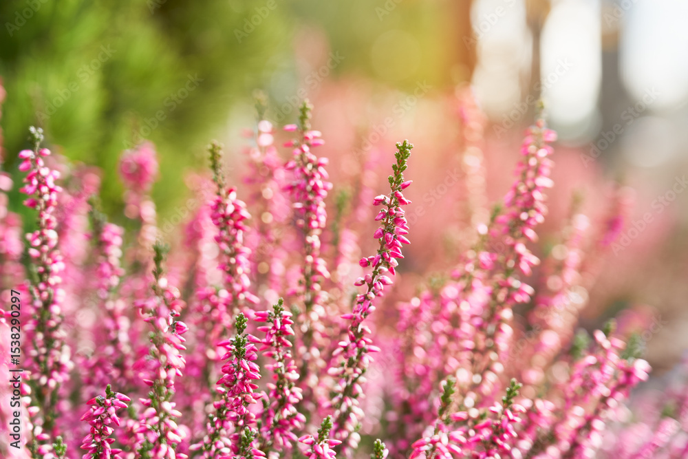 Obraz premium Beautiful, pink heather flowers in the sunlight. Bright, natural, blurred background. 