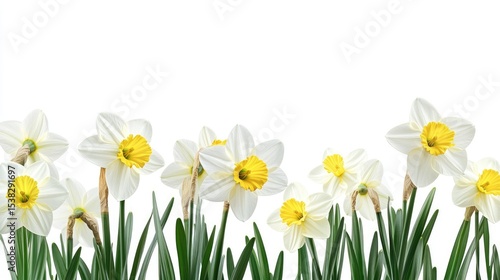 Number 22: White Daffodil Flowers on White Background