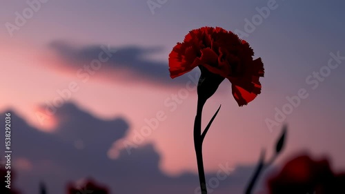 Red carnation swaying at sunset